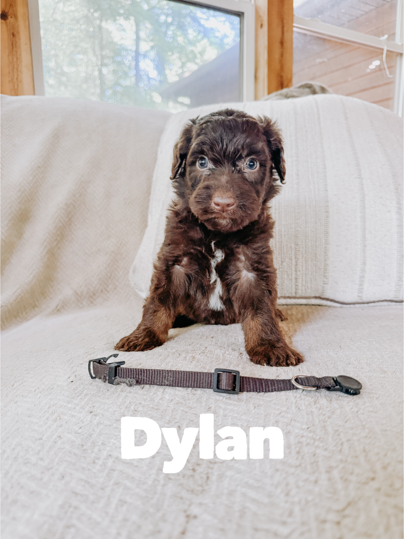 Dylan 2